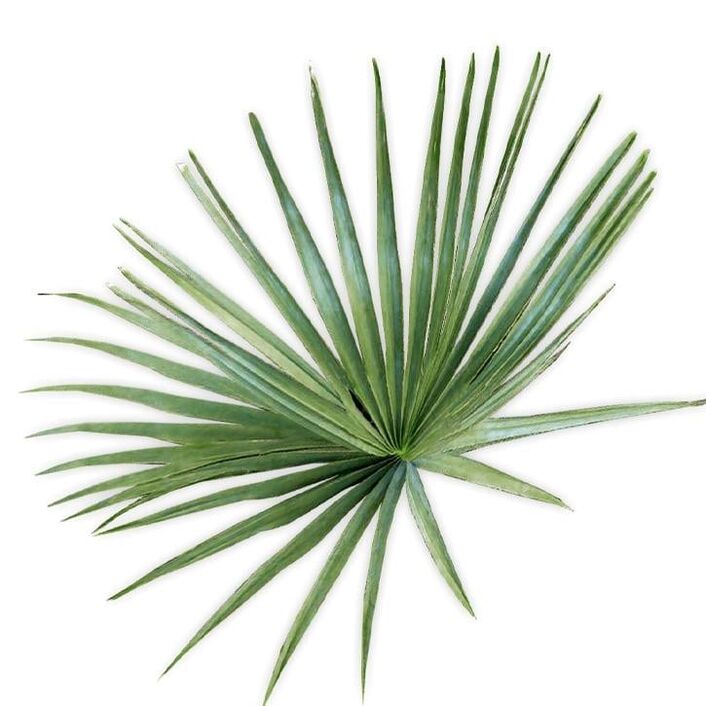 Saw palmetto - tito UltraMax Testo Enhancer